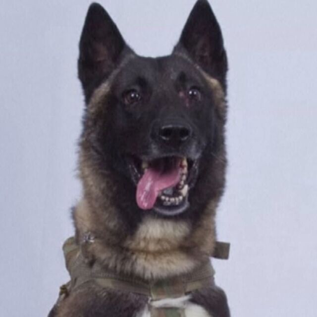 Тръмп публикува снимка на кучето, преследвало Ал Багдади