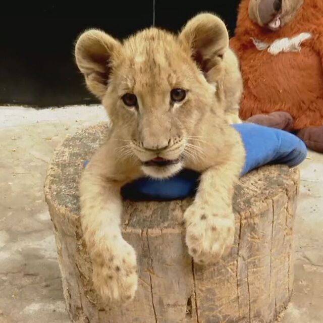 Двете лъвчета Симба и Косара вече похапват и месо във Варненския зоопарк
