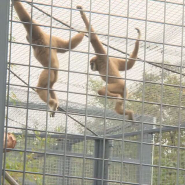 След две години ремонт: Маймуните в столичния зоопарк вече имат нов дом