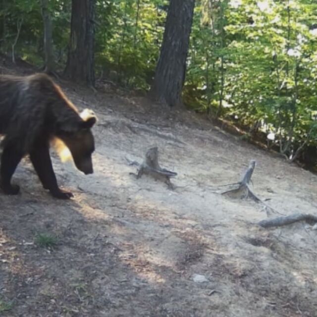 Бум на нападенията от мечки над добитък в Смолянско