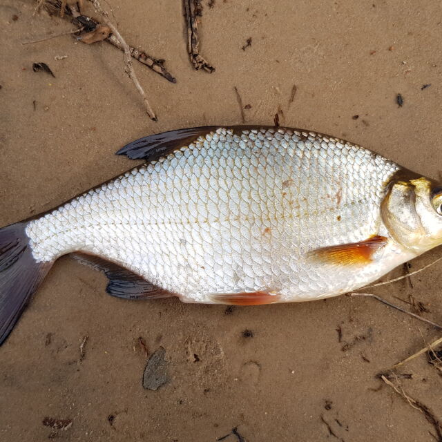 Голямо количество мъртва риба изплува по поречието на река Тунджа