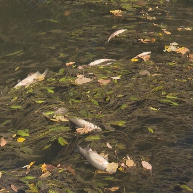Втори ден мъртва риба изплува по поречието на р. Тунджа