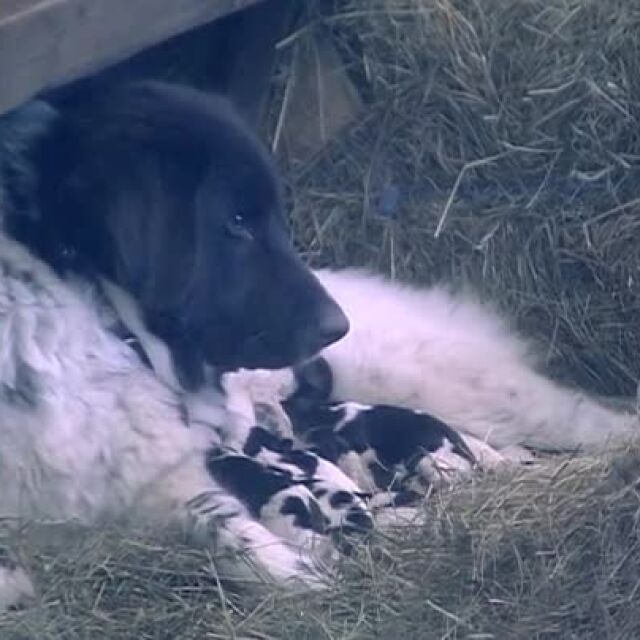Във Фермата вече има бебета кученца