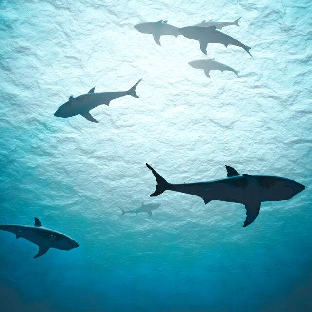Нападенията от акули: Най-малко за последните 10 години 