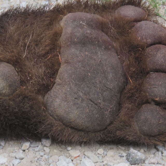 Откриха убита мечката, която създаваше проблеми в Смолянско