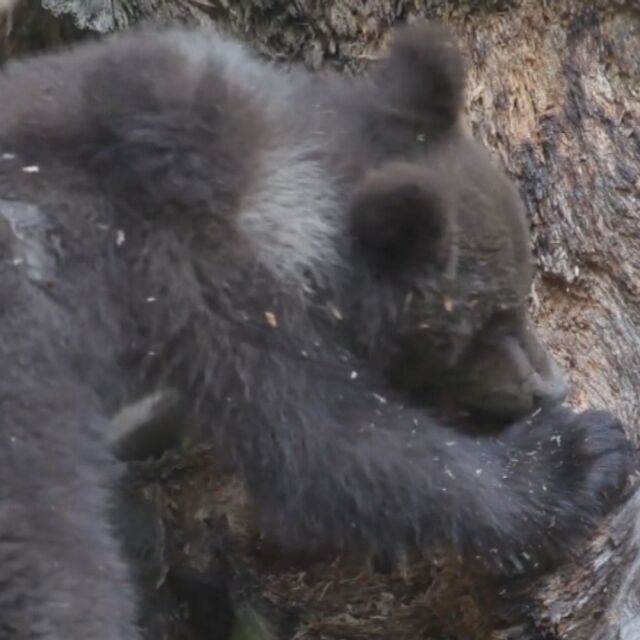 Властите решават за мечката, тормозеща три села в Родопите