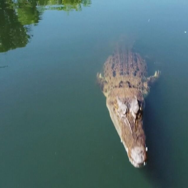 Крокодил погълна ниско летящ дрон в Австралия (ВИДЕО)