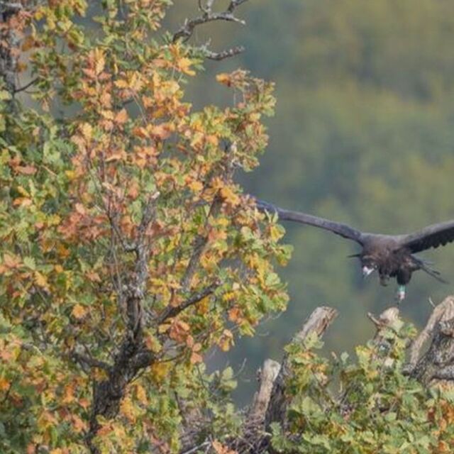 След 36 г.: Черният лешояд отново лети над българските гори