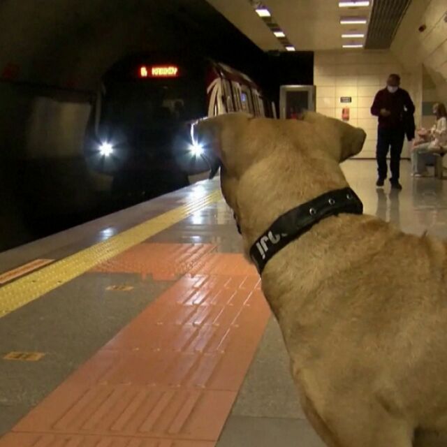 Бездомно куче пътешества в Истанбул с метро, автобус и ферибот