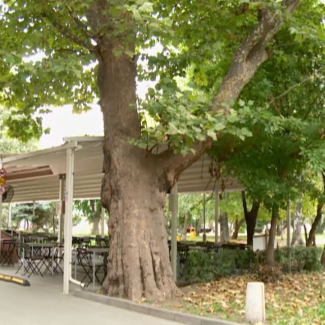 Три вековни дървета в София са обявени за защитени