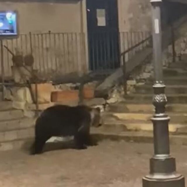 Мечка се разхожда необезпокоявана в италианско градче