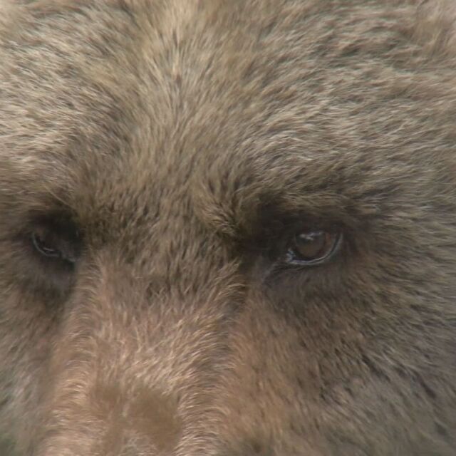 Близка среща с хищник: Как да реагираме, ако се окажем очи в очи с мечка?