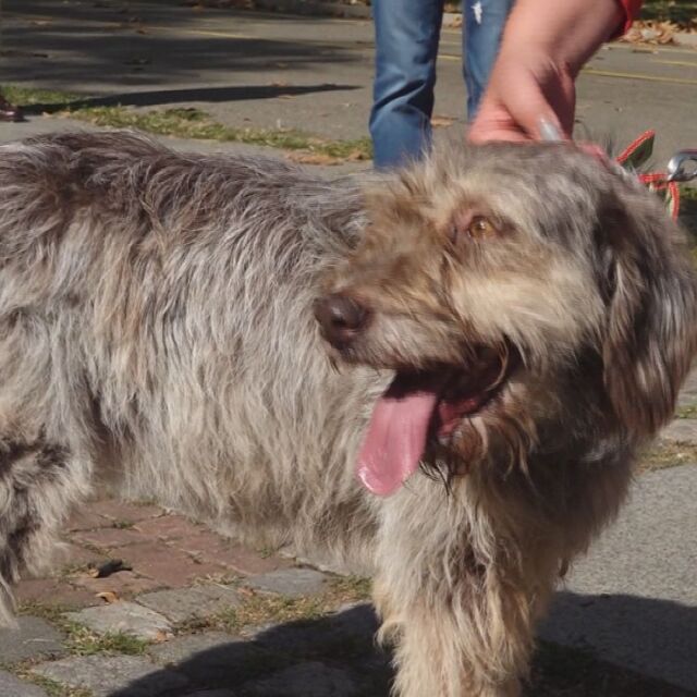 Кампания за осиновяване на куче от приюта в Бургас