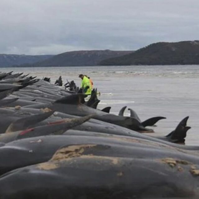 Стотици пилотни китове загинаха след засядане на брега (ВИДЕО)