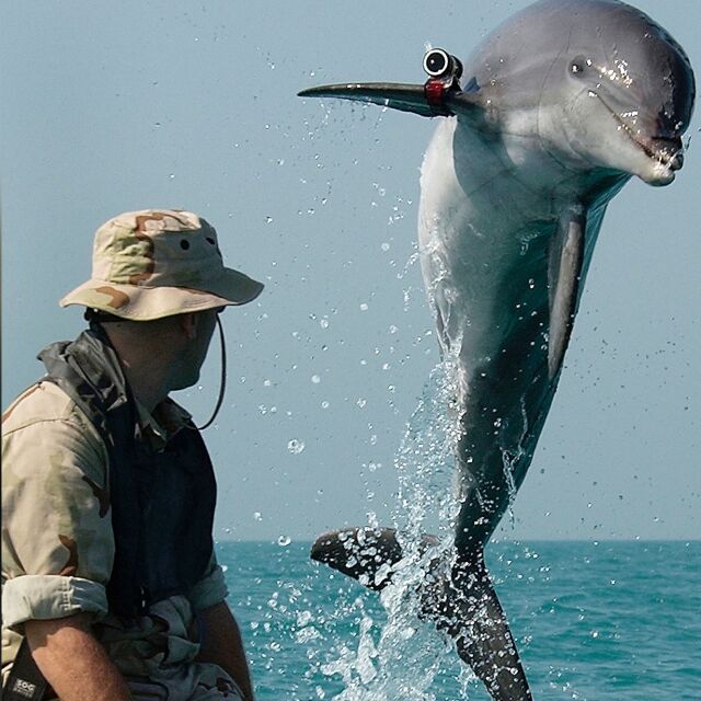 Коментар „Делфини охраняват Кримския мост“ породи насмешки: Но те съществуват 