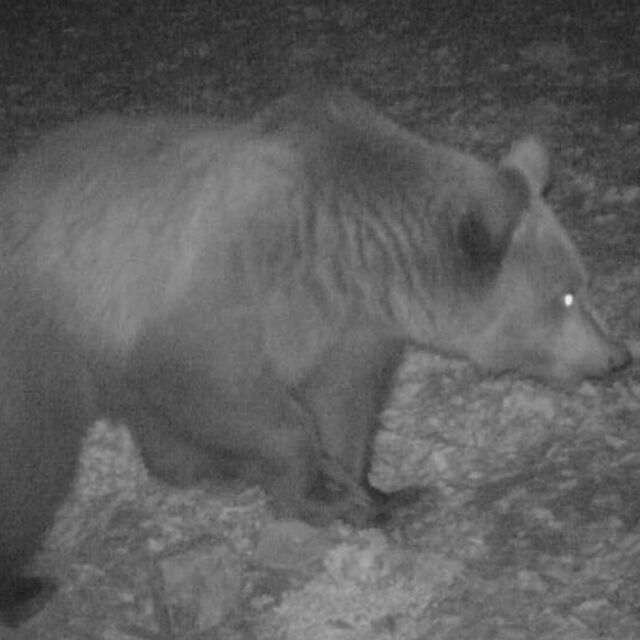  Мигранти са били нападнати от мечка в Динарските планини 