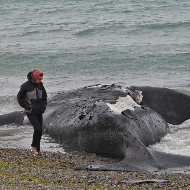 Китове загинаха след предполагаемо отравяне от водорасло