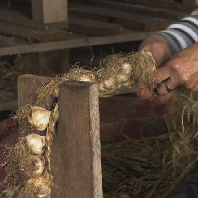 Истории за хората: Българи възраждат вековната традиция за производството на чесън