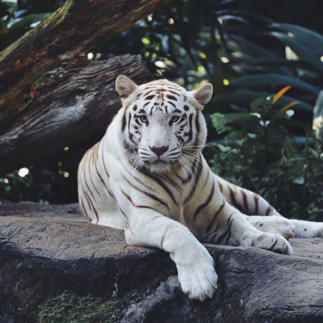 Тигри, рисове и леопарди в зоопарка във Варна