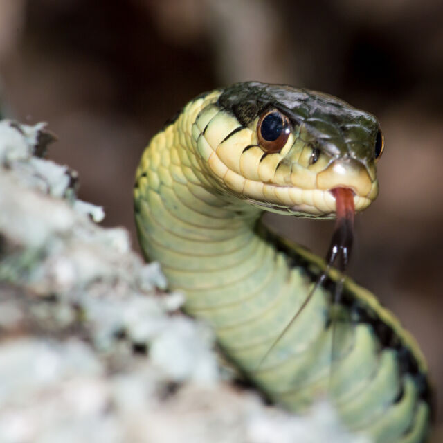 Неканен гост: Змия се промъкна в самолет за Ню Джърси 