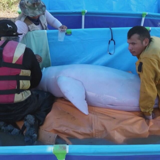 С дронове и лодки: Издириха и спасиха бедстващи розови делфини (ВИДЕО)