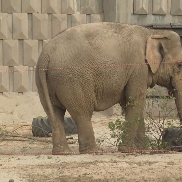 Зоопаркът в София представи пред посетители новите слоници