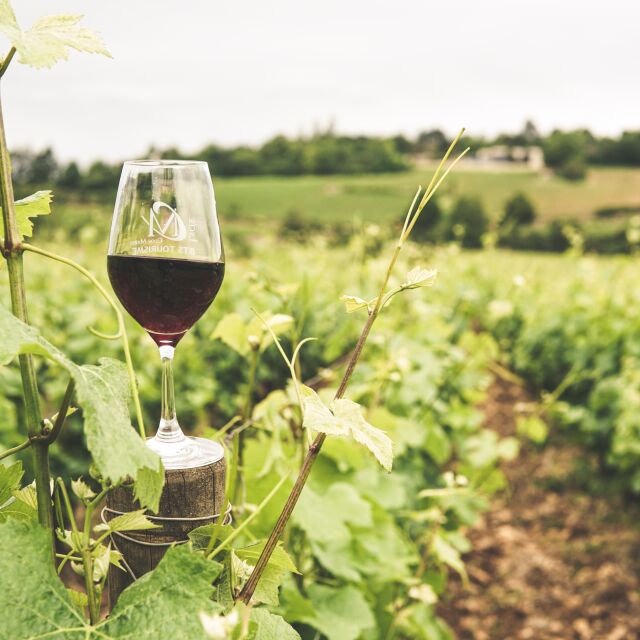 Спад на производството на вино в ЕС през 2023 г.