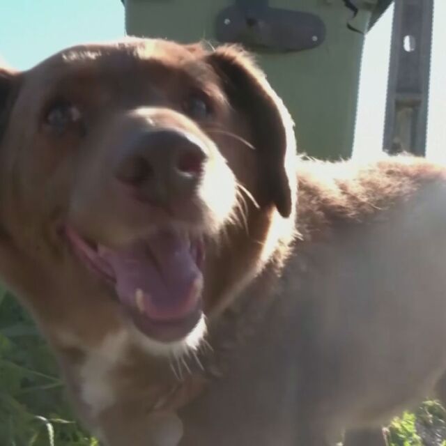 Почина Боби – най-възрастното куче в света (ВИДЕО и СНИМКИ)