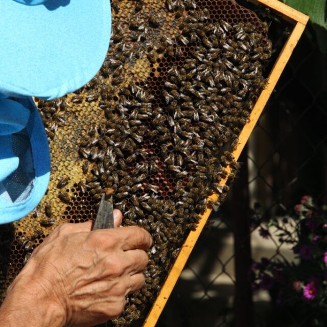 Защо умират пчелите: Спор между стопаните на кошери, земеделците и държавата