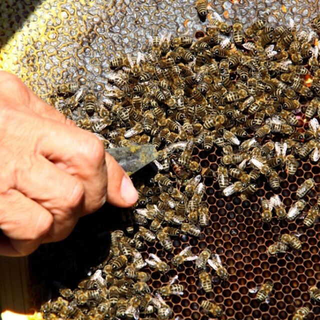 Топлата зима: По-високи разходи за пчеларите и риск за пчелните семейства