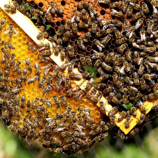 САЩ одобриха първата в света ваксина за медоносни пчели