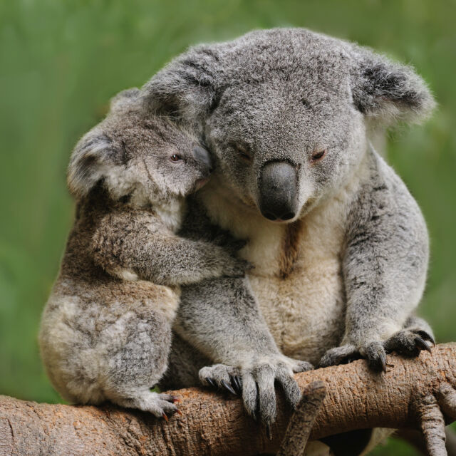 13 любопитни факта за коалите