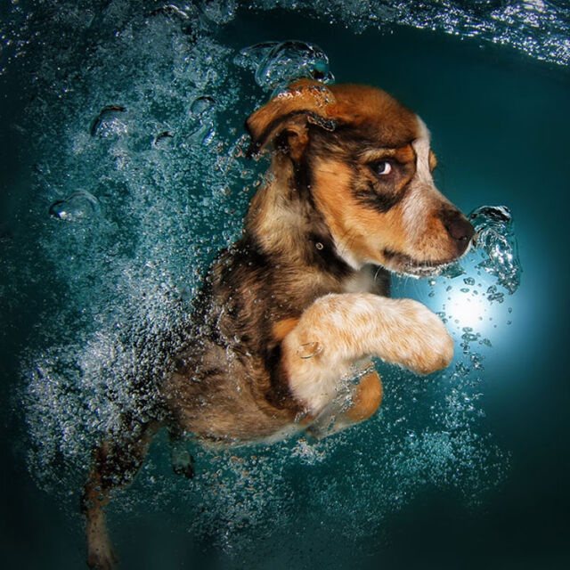 Фантастичните снимки на кучета под вода от Сет Кастийл