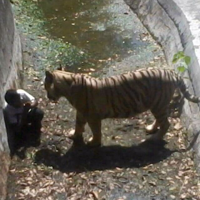 Бял тигър уби момче в зоопарк в Делхи