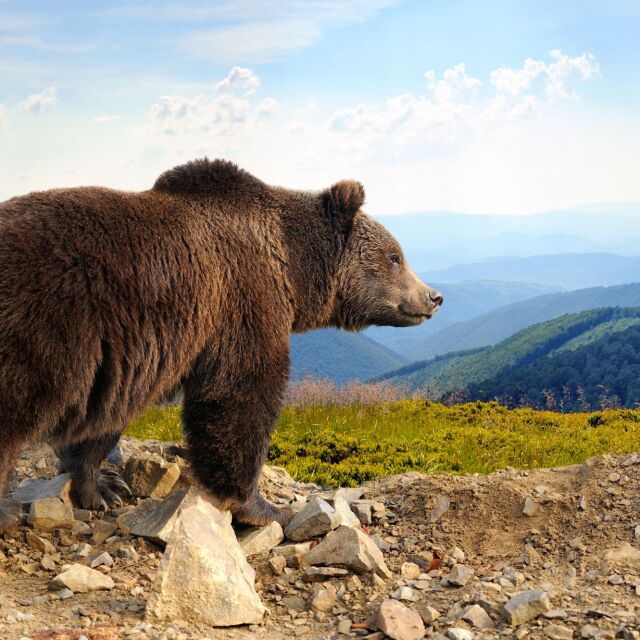 Руснак пребори мечка, отхапа й езика