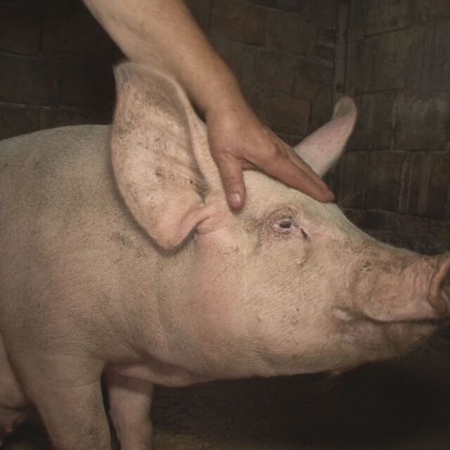 Заради чумата: Дирекцията по храните в Ловеч призова стопаните да колят прасетата си 