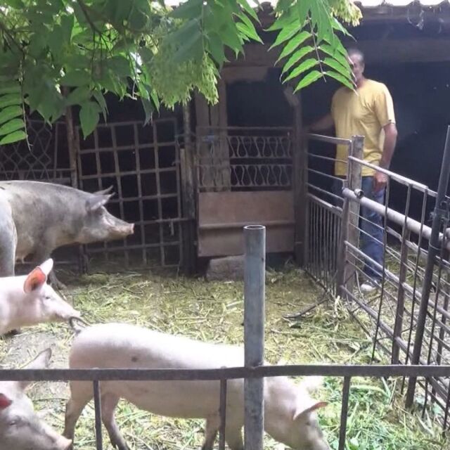 Стопани масово убиват прасетата си в силистренски села