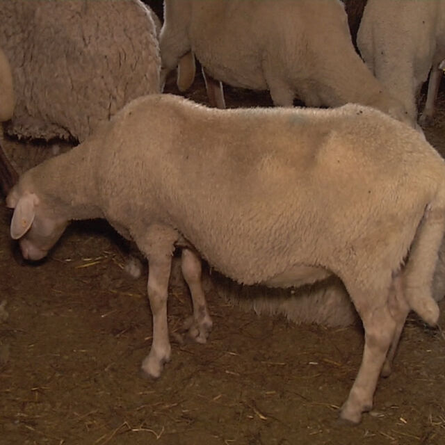 Овцете в Болярово умрели от преяждане, твърдят стопаните