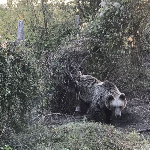 Спасители освободиха мечка, хваната в капан близо до Парк „Централен Балкан”