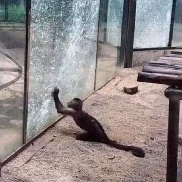 Маймуна в зоопарк заостри камък и счупи стъклото на клетката си (ВИДЕО)