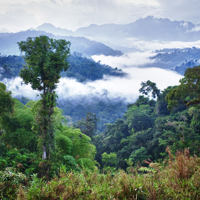 4 начина, по които всеки може да помогне за опазването на Амазония