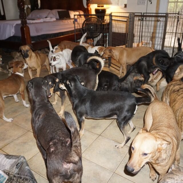Жена приюти в дома си 97 кучета, за да ги спаси от урагана „Дориан” (СНИМКИ)