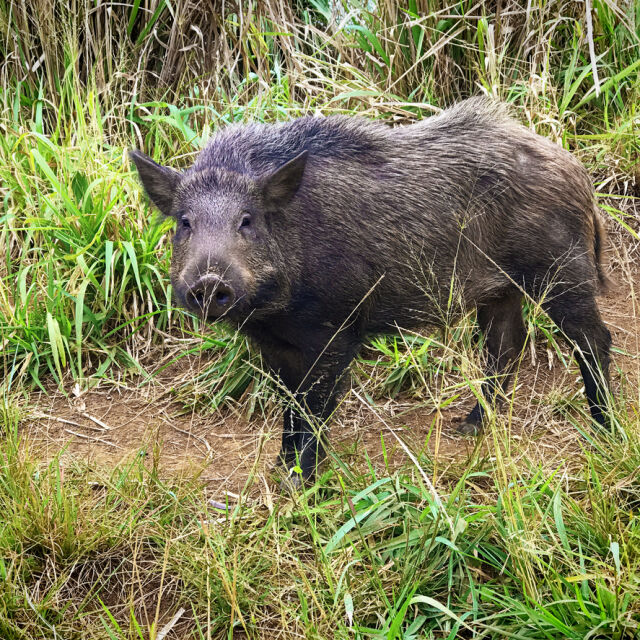 Мъртво диво прасе с вируса на свинска чума е открито в Габровско