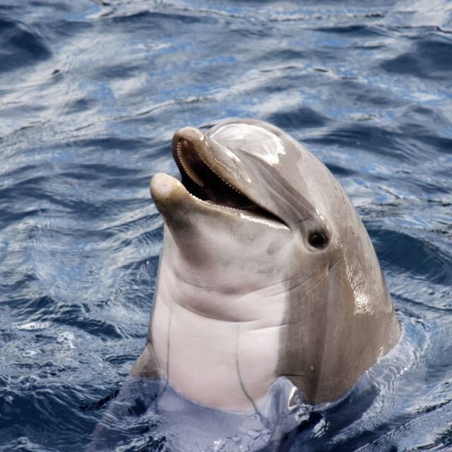 Спасиха два делфина, навлезли на 200 м в плажна ивица край Чили (ВИДЕО)
