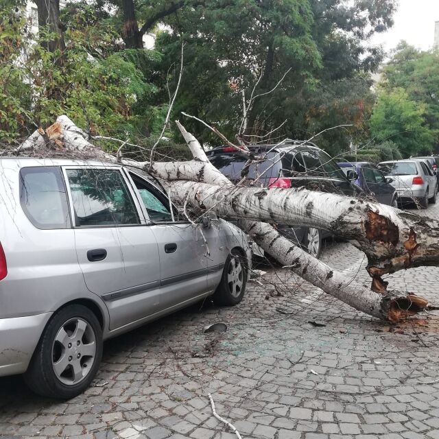 Дърво премаза кола пред столична болница
