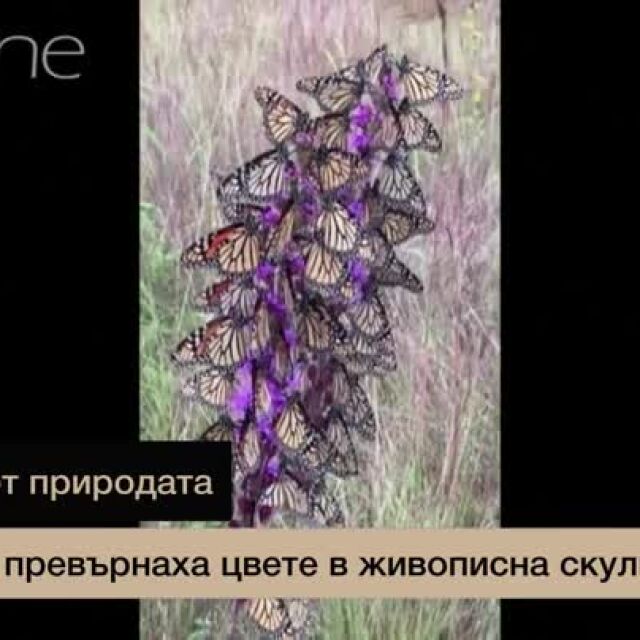 Пеперуди превърнаха цвете в живописна скулптура (ВИДЕО)