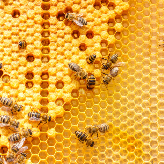 Мед без пчели стана хит в Англия и Швейцария