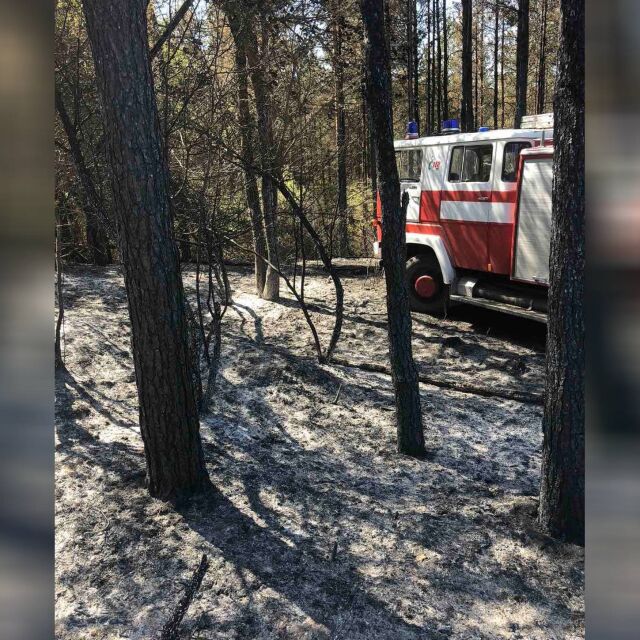 Пожар погълна 500 дка гора в Търговищко