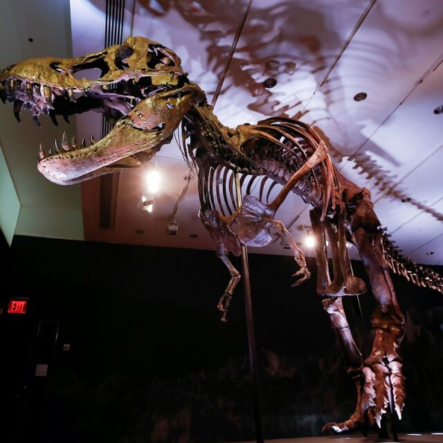 Пуснаха на търг скелет на Тиранозавър рекс на 67 млн. години
