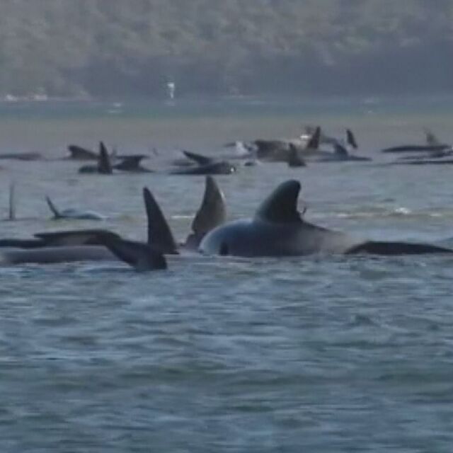 470 станаха китовете, заседнали край австралийския о-в Тасмания